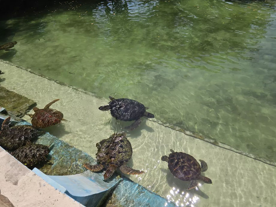 Nungwi, Mnarani Akvariumas