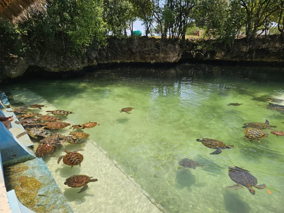 Nungwi, Mnarani Akvariumas