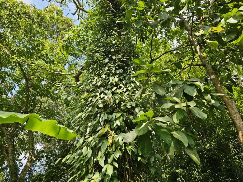 Juodieji pipirai