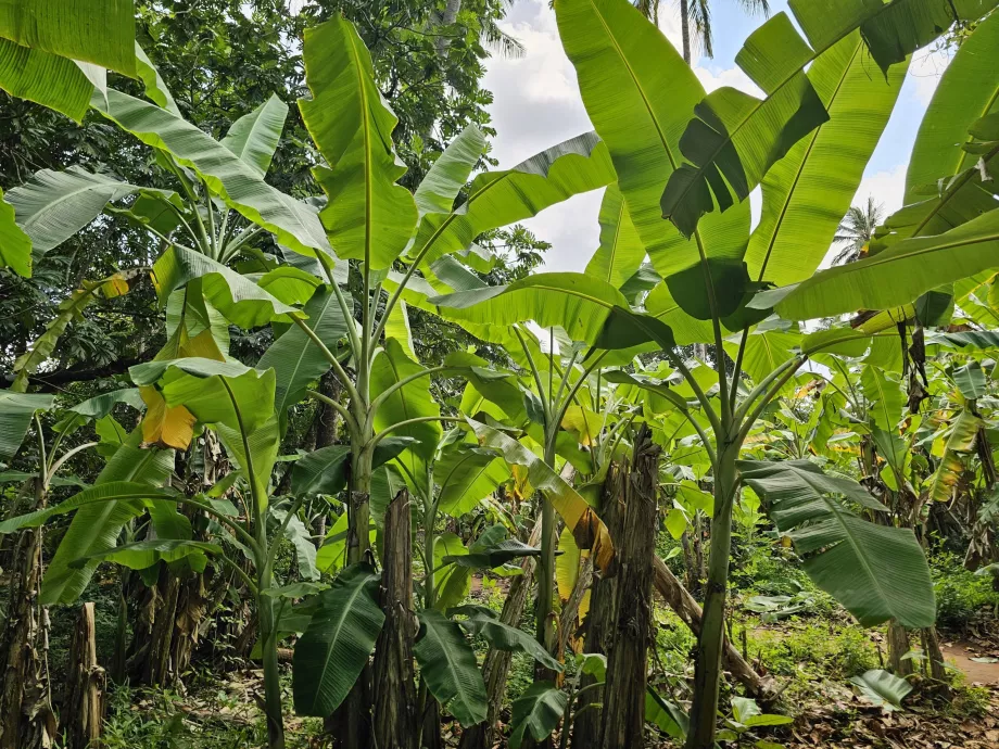 Bananų medis