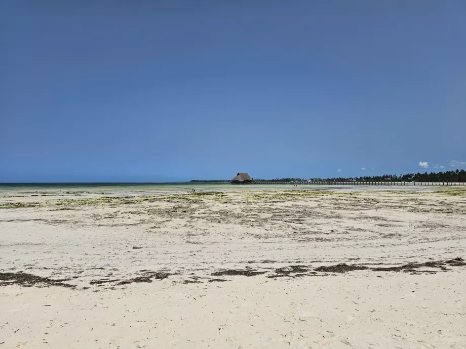 Pongvė