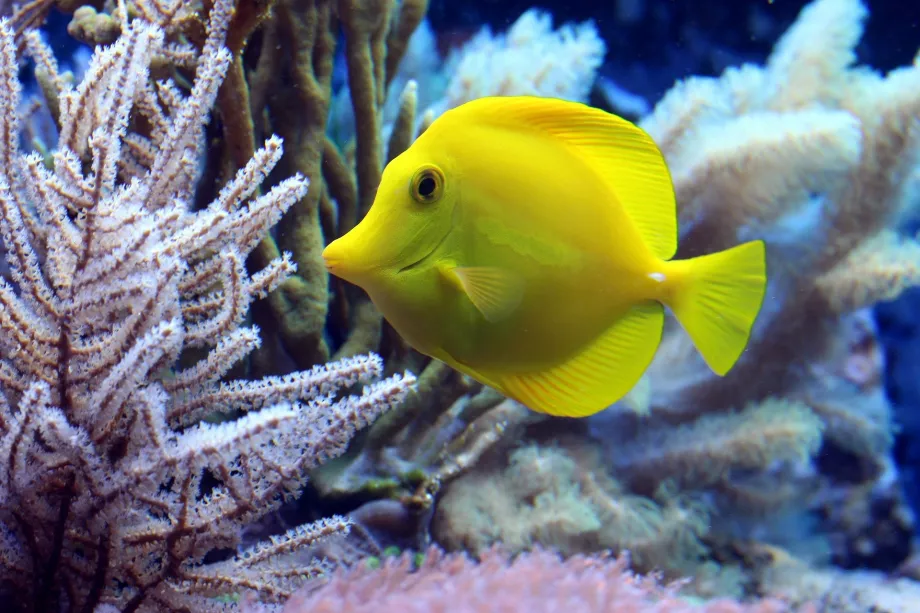 SEA LIFE Birmingemas