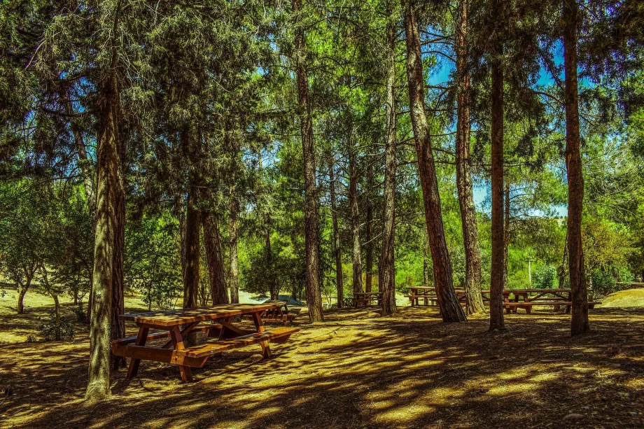 Troodo miškas