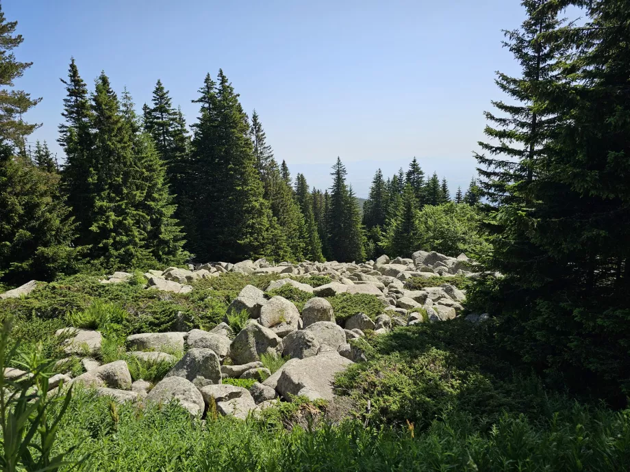 Miškai Vitošos šlaituose