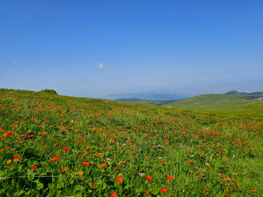 Pievos Vitošos kalnuose
