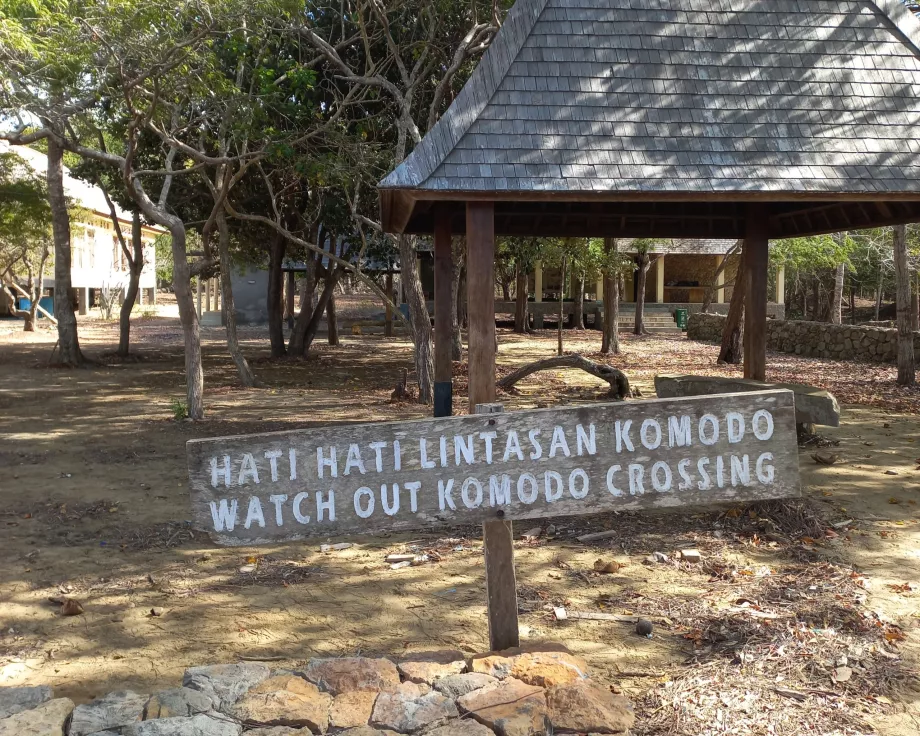 Dėmesio, Varanus Komodo salos, Indonezija