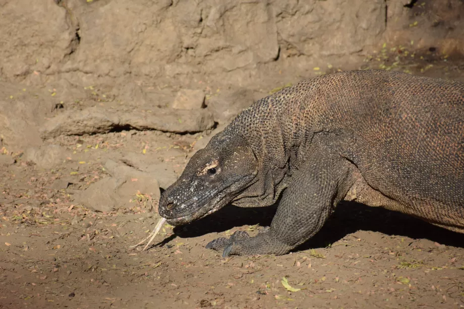 Komodo drakonas, Komodo salos, Indonezija