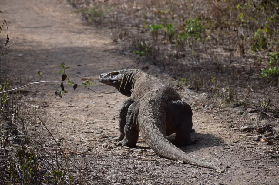 Varan komodo, Komodo salos, Indonezija
