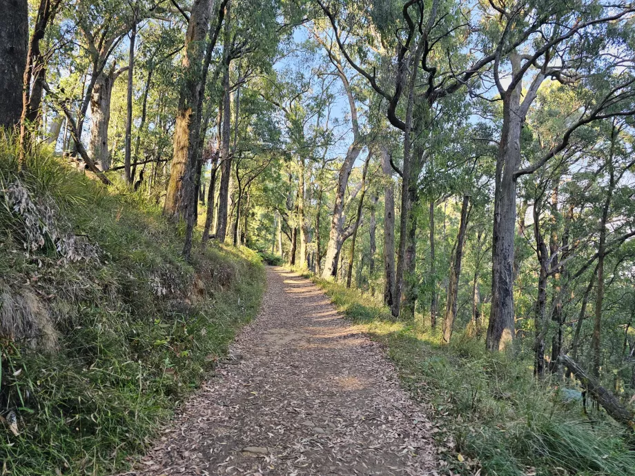 Dandenong Ranges, pėsčiųjų takas