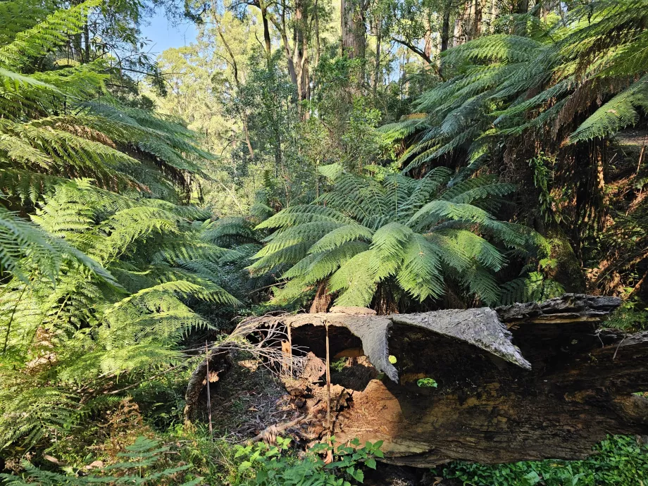 Dandenongo kalnagūbris