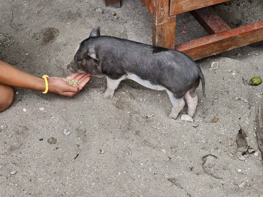 Kiaulių šėrimas Kiaulių saloje