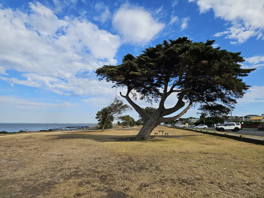 Williamstown parkas